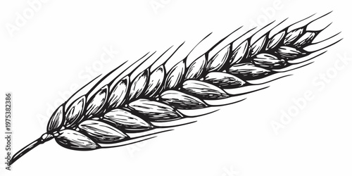 A detailed black and white illustration of a single wheat stalk