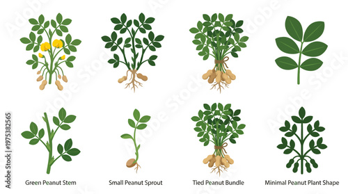 Peanut Plant Growth Stages Vector Illustration Set Featuring Green Stems, Small Sprouts, Tied Peanut Bundles, and Minimal Plant Shapes for Agricultural Design.