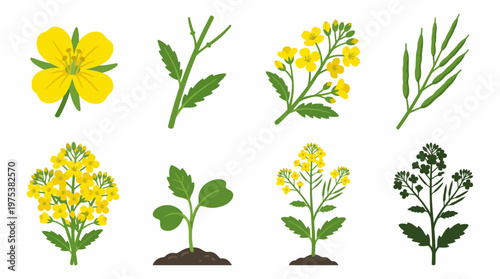 Canola Rapeseed Plant Growth Stages Vector Illustration Set Featuring Seedling Flowering Stems Seed Pods and Botanical Silhouettes for Agricultural Design