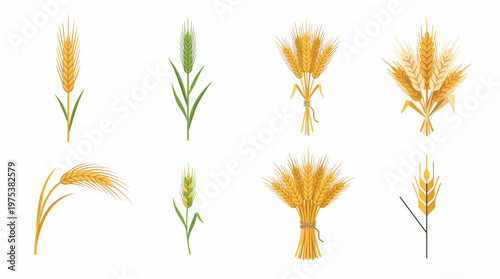Set of Wheat Ear Icons and Grain Stalks Illustrations for Agriculture and Food Industry Design. Golden and Green Cereal Plants for Bread Packaging and Logos.
