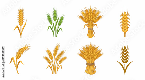 Set of golden and green wheat ear illustrations, cereal stalks, grain sheaves tied with rope, isolated on white background for bread, flour, and harvest designs.