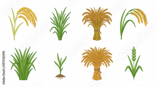 Set of Detailed Rice Plant Growth Stages and Harvest Illustrations Featuring Paddy Seedlings Mature Ears of Grain Bundles of Wheat and Organic Farming Icons