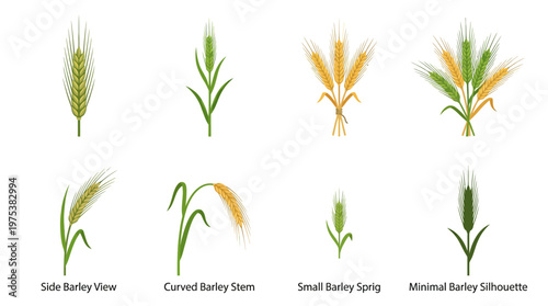 Barley Wheat Icons Set with Various Stems and Sprigs for Agriculture, Bakery, and Beer Design Projects, Featuring Green and Golden Grain Silhouettes on White.