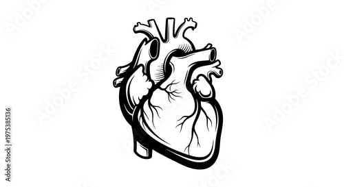Detailed illustration of a human heart in black and white