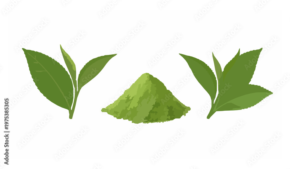 Obraz premium Green Tea Powder Matcha and Leaf Isolated Botanical Vector