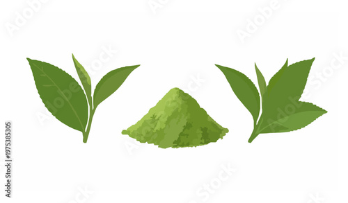 Green Tea Powder Matcha and Leaf Isolated Botanical Vector