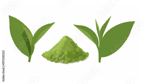 Green Tea Powder Matcha and Leaf Isolated Botanical Vector