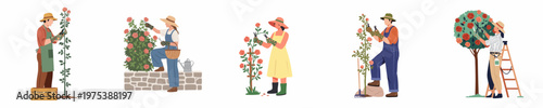 Flat vector illustrations of men and women gardening, pruning rose bushes and trees with various tools in a summer garden setting.