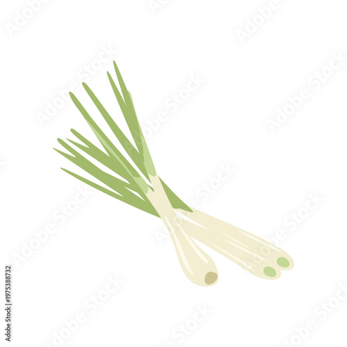 Lemongrass Stalks Culinary Herb Spice Flat Vector