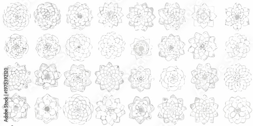 Collection of hand drawn succulent sketches arranged in a grid pattern