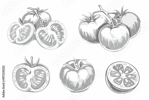 Sketch of tomatoes whole halved and sliced in a botanical style