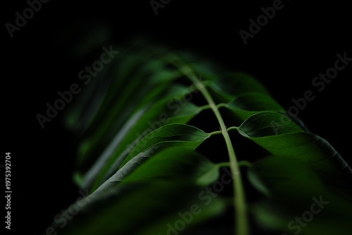 Bilde på lerret Moody low-key macro of fresh Curry leaves on black background