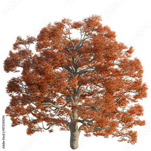 Photos Quercus alba tree, elevation, front view, cutout, transparent background, isolat