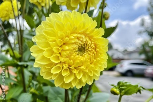 Yellow dahlia flower blooming vibrant petals against blue sky