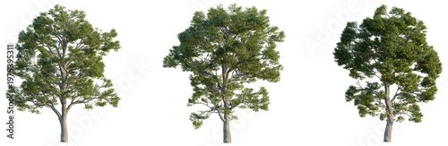 Tableau sur toile Quercus macrocarpa tree, elevation, front view, cutout, transparent background,
