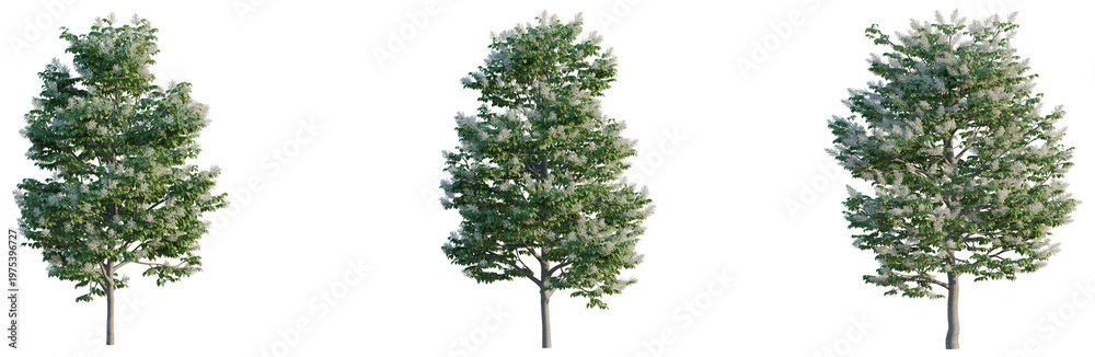 Fototapeta premium Syringa reticulata Ivory silk tree, elevation, front view, cutout, transparent background, isolate, Detailed aerial view of lush green forest canopy, vibrant nature and landscape
