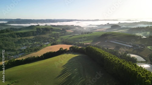 Drone footage of crops and green fields. Rural. 