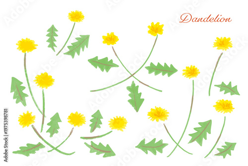 たんぽぽの花と葉のセット、手描きクレヨンタッチのベクターイラスト素材