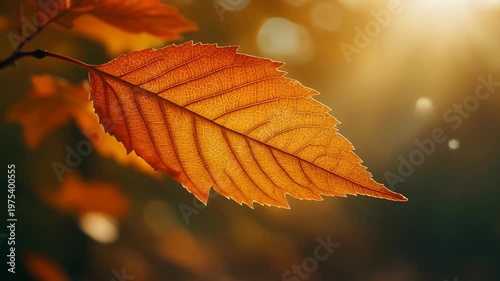 Golden Autumn Leaf Illuminated by Warm Sunlight in a Forest 1. 4k Footage Video