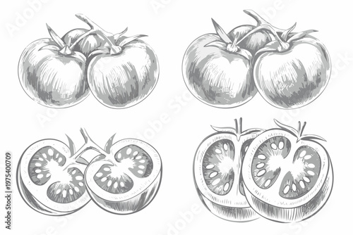 Sketch of fresh tomatoes whole and halved detailed botanical illustration