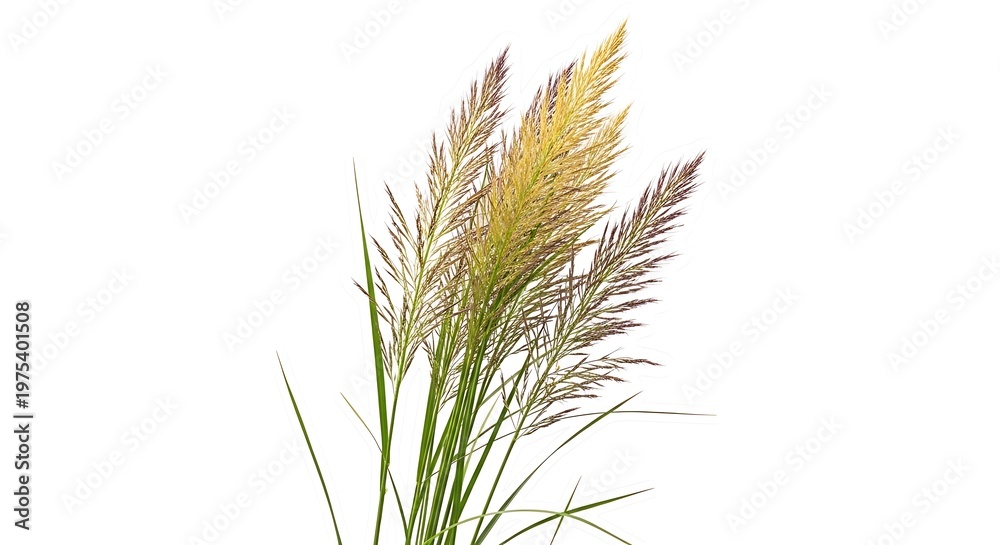 Fototapeta premium Green and yellow grass on white background plant