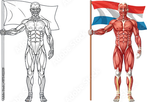 Detailed anatomical illustration of the human muscular system holding a flag, one in black and white and the other colored with the Luxembourg flag.