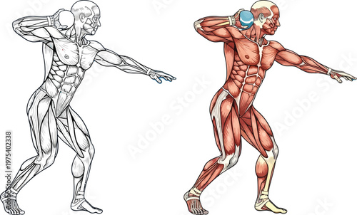 Detailed anatomical illustration of a male shot putter's muscles in throwing motion, showing both outline and colored views.