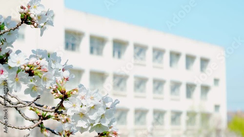 桜越しに見える学校の校舎。日本の春らしい風景