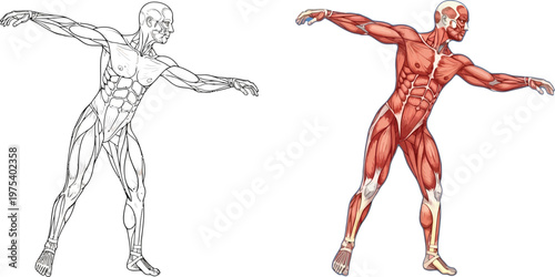 Human muscular system anatomy illustration with outline and colored versions for biological study.