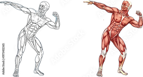 Detailed anatomical illustrations of the human muscular system in a dynamic pose, showing both outline and colored versions for educational purposes.