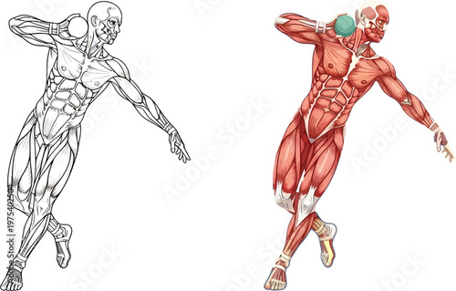 Detailed anatomical illustration of a male shot putter's muscular system in action, with a line art version and a colored version.