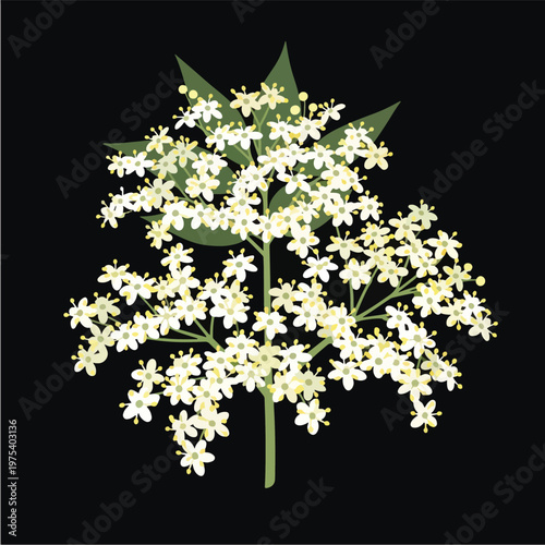 Elderflower Blossom Flat Vector Illustration Isolated On Black Background