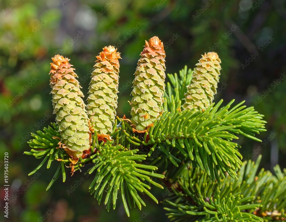 Fototapeta premium A close-up of four young pine cones on a spruce branch