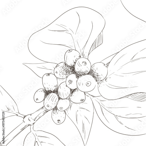 Coffee beans on a branch Ink Hand drawing Sketch