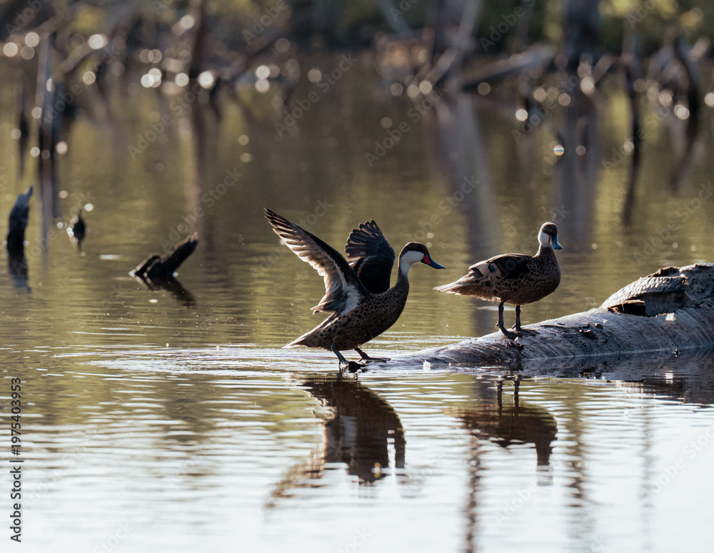 Fototapeta premium A pair of ducks elegantly positioned on a log in tranquil waters, showcasing their beauty and surrounding nature which creates a soothing atmosphere for viewers.