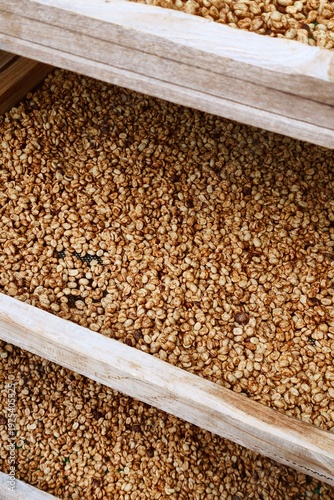 Close up of coffee beans drying in the sun