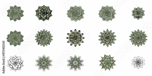 Collection of illustrated succulent plants arranged in a grid pattern
