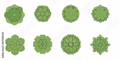 Illustration of green artichoke heads in varying stages of growth