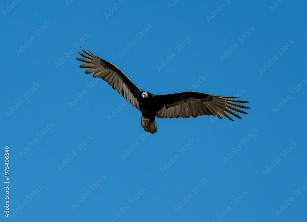 Fototapeta premium Capturing the striking presence of a turkey vulture soaring in mid-air, its impressive wings fully spread, this image showcases the innate beauty of wildlife in our world.