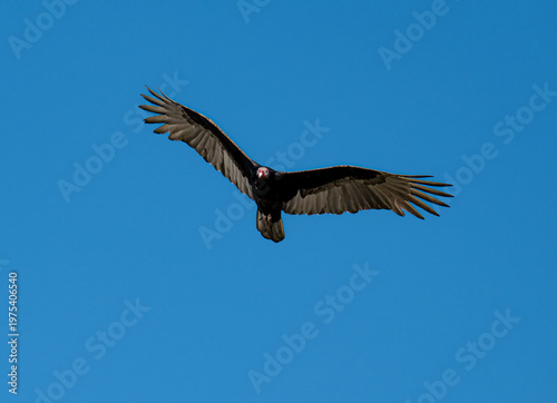 Capturing the striking presence of a turkey vulture soaring in mid-air, its impressive wings fully spread, this image showcases the innate beauty of wildlife in our world.
