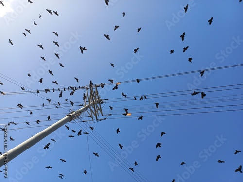 전선 위의 까마귀들