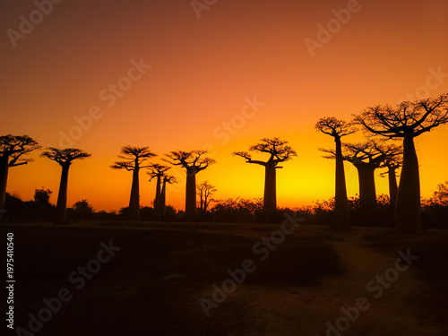 Tablou pe pânză Baobab trees at sunset near Morondava, Madagascar
