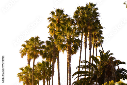 Tall Palm Trees Cluster in Warm Sunlight Southern California Landscape