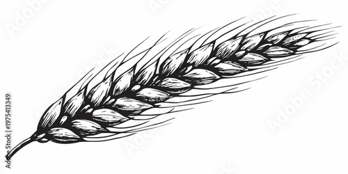 Detailed illustration of a wheat stalk with individual grains depicted