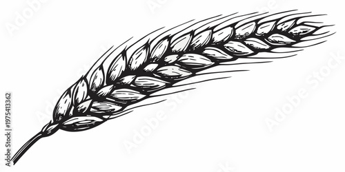 Detailed illustration of a single wheat stalk with textured grain heads