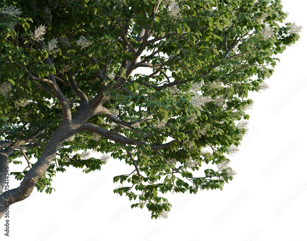 Fototapeta premium Syringa reticulata Ivory silk tree, corner view, cutout, isolate, transparent background, Branch with green leaves and flower buds, springtime nature scene, close-up shot.
