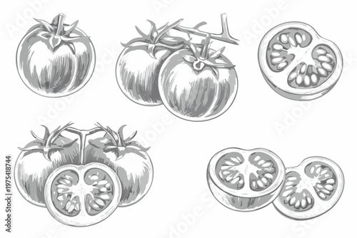 Sketch of fresh tomatoes in various arrangements and cross sections