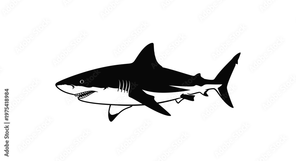 Obraz premium A stylized black and white great white shark vector illustration graphic design, capturing the powerful predatory nature of this magnificent ocean creature.