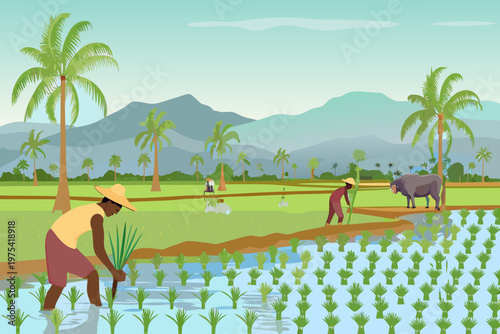 Farmers working in a flooded rice paddy field with mountains and palms