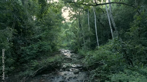 A rocky stream in the middle of a forest with fallen trees. 